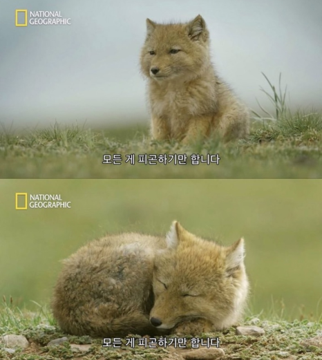횡성댁 이미지