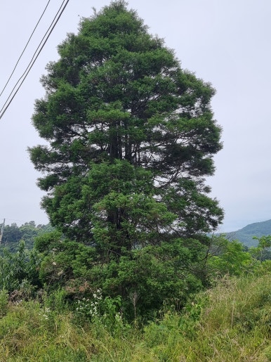은하조경 이미지