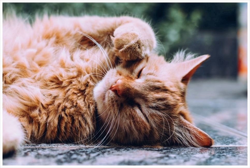 실내 고양이 30일 행동 개선