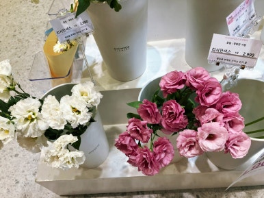 스노우폭스제주 이미지