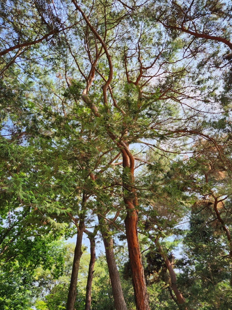 솔바람조경 이미지
