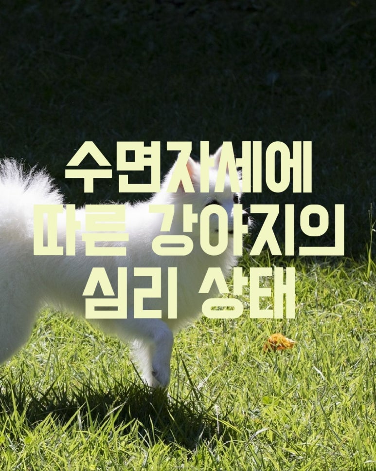 수면 자세에 따른 강아지의 심리 상태