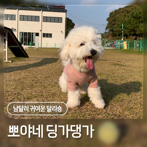 뽀야네딩가댕가 이미지