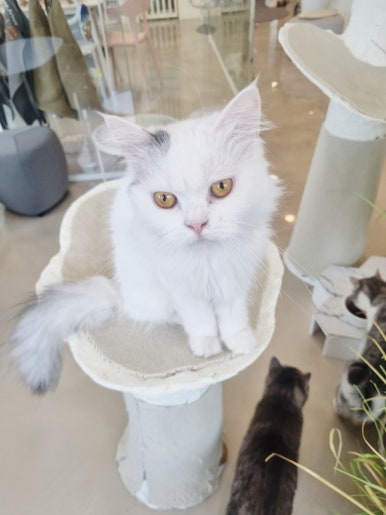 701아를고양이카페(cat in the art) 이미지