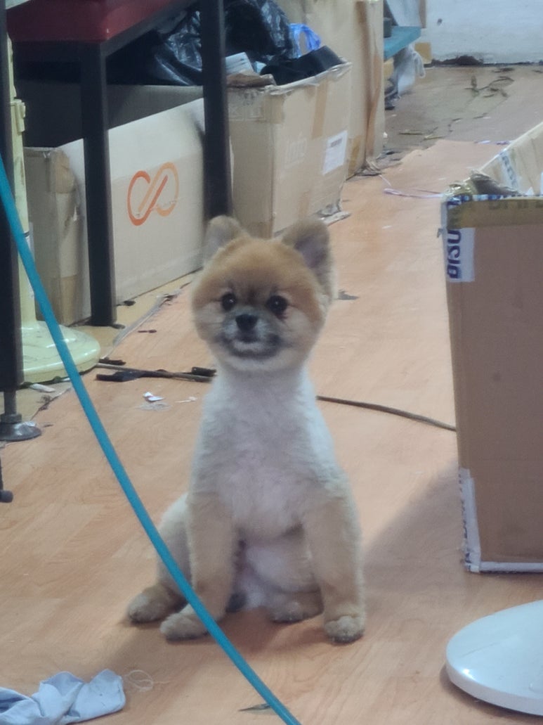 모모어페럴 이미지