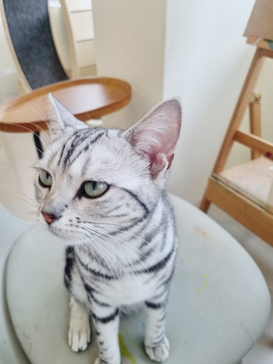 701아를고양이카페(cat in the art) 이미지