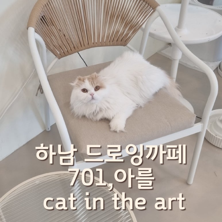 701아를고양이카페(cat in the art) 이미지