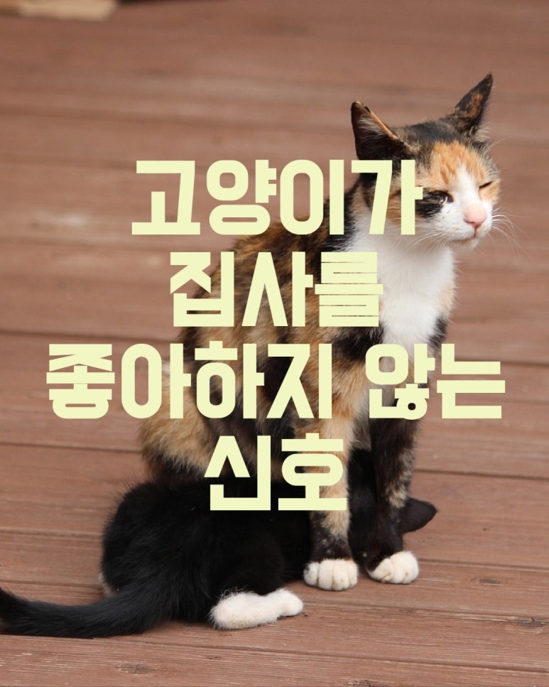 고양이가 집사를 좋아하지 않는 신호