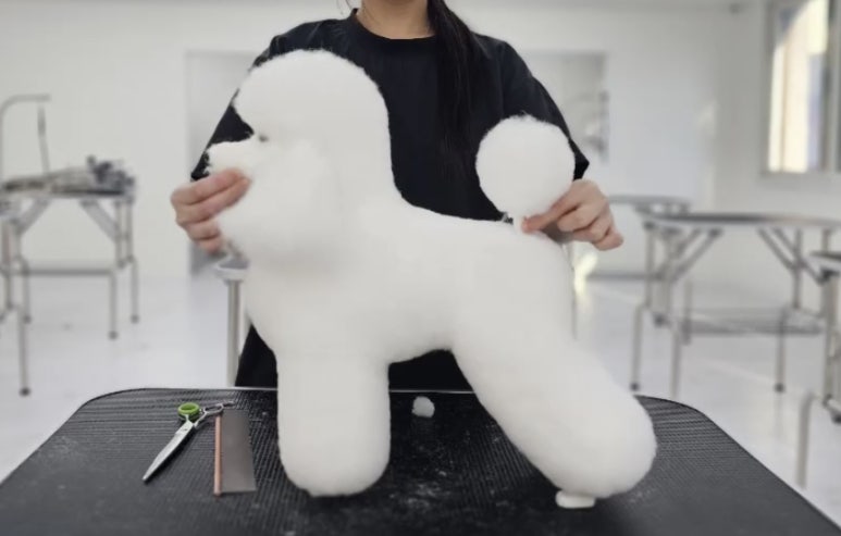 윈애견미용학원 이미지