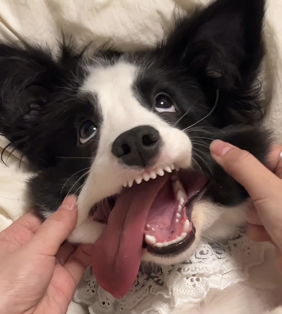 아이러브케밥 이미지
