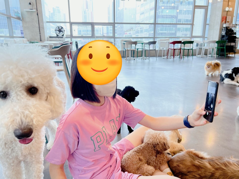 김포 애견카페 카페몽몽, 실내외 공간과 반려견 놀이터 — 사진 9