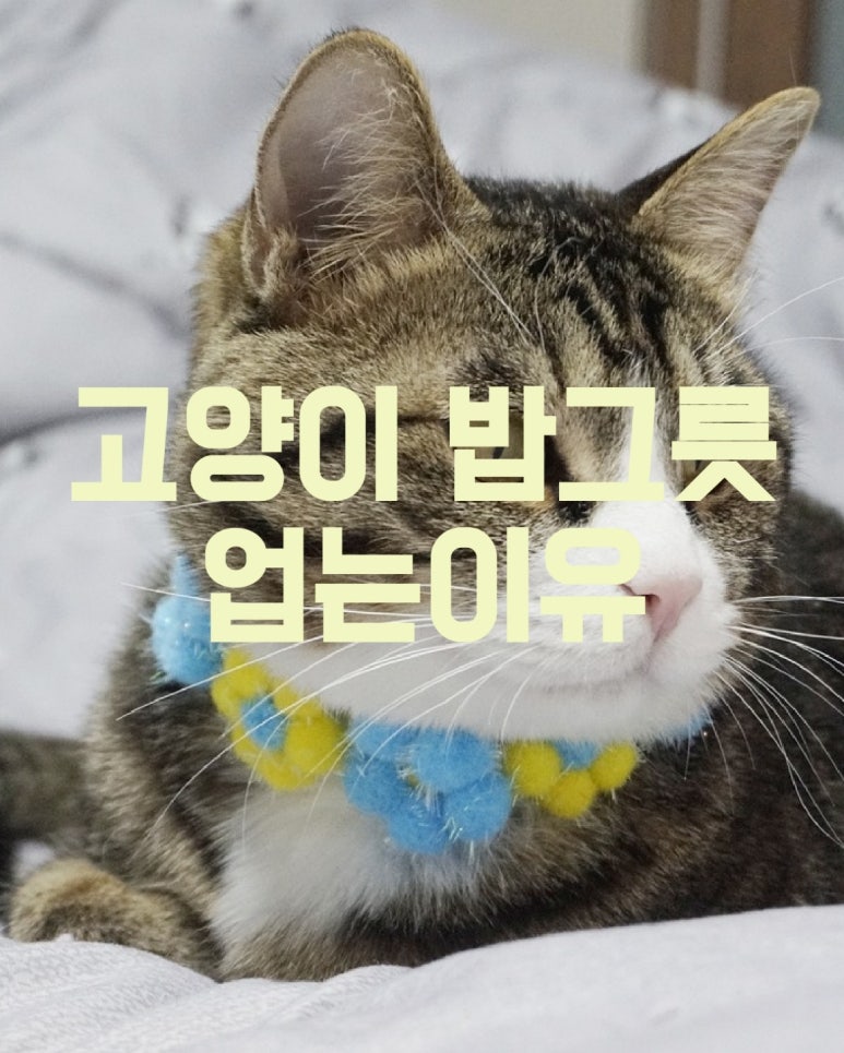 고양이가 밥그릇을 엎는 이유