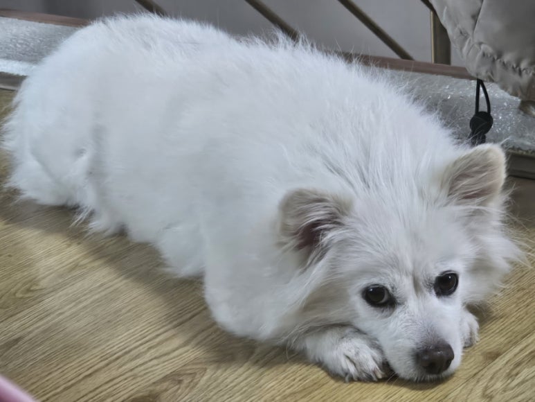 보림수선 이미지