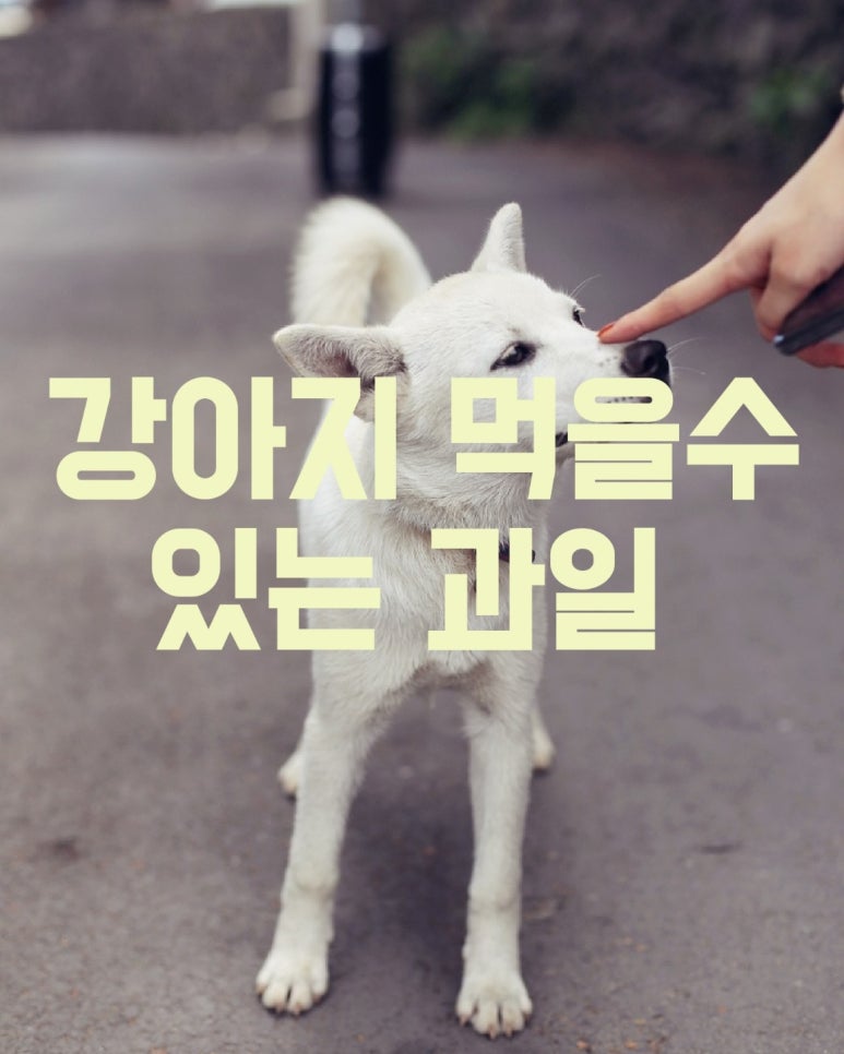 강아지가 먹을수 있는 과일