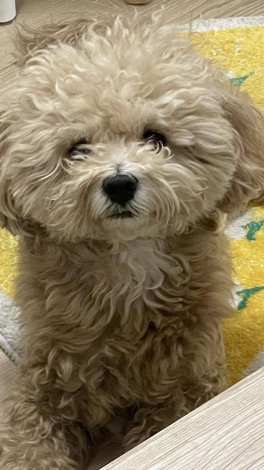 마이티그루밍 이미지