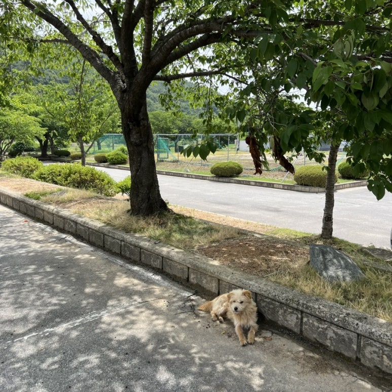 두리미트 이미지