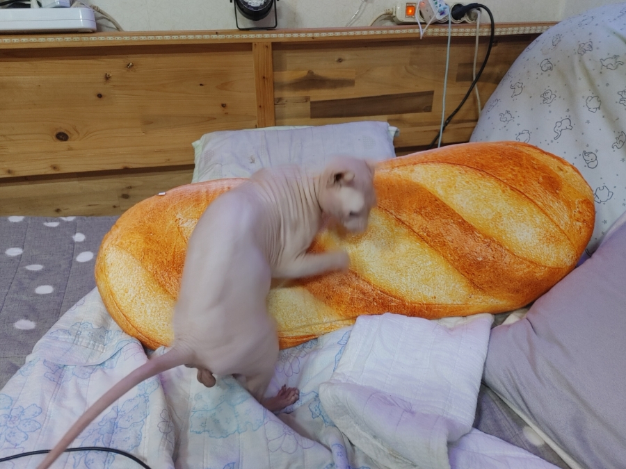 온빵 이미지
