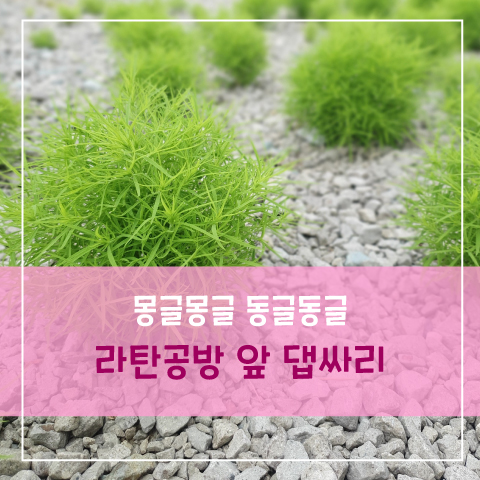 김도로의나전라탄공방 이미지