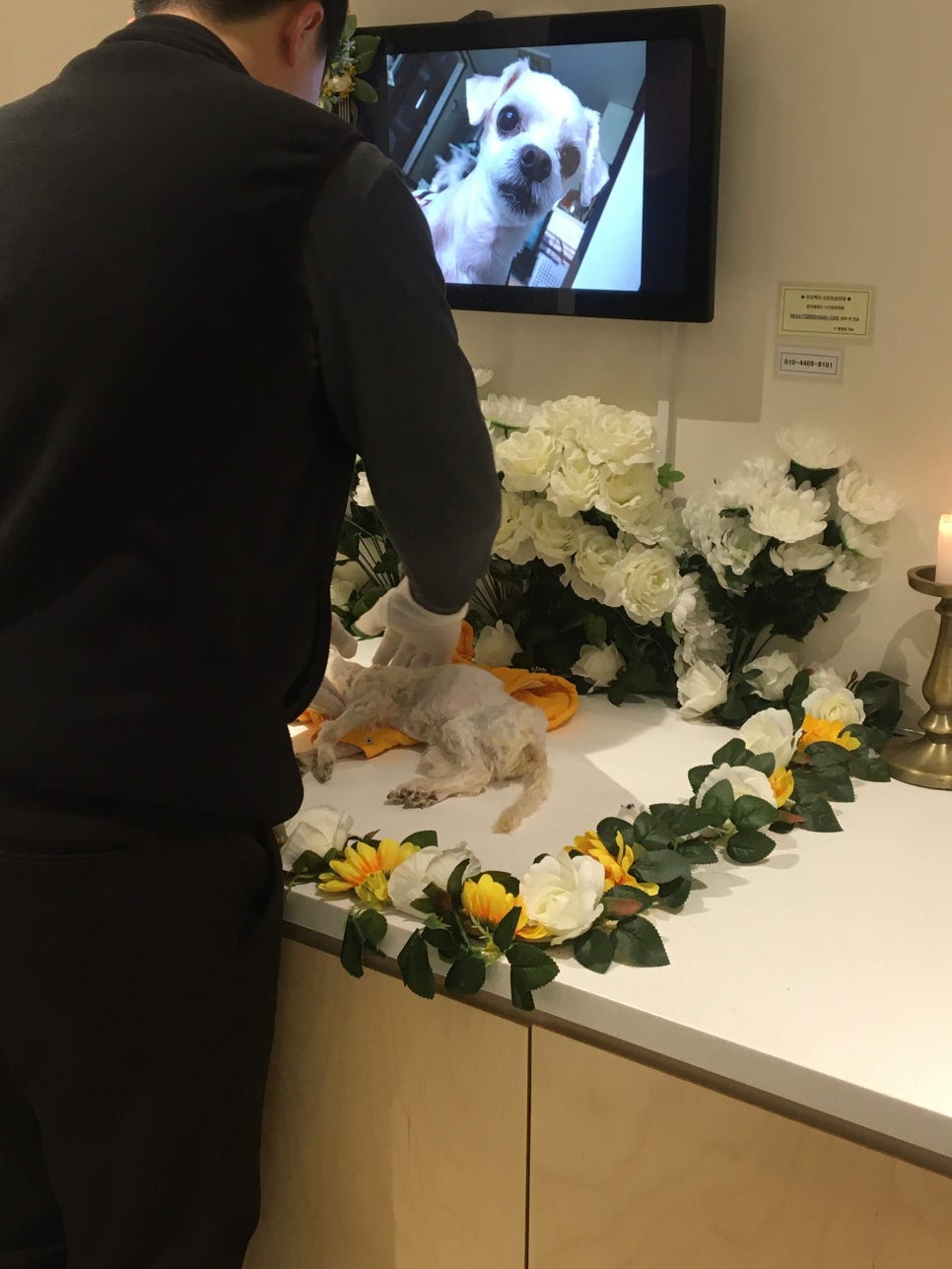 일산 강아지 장례식장: 개별 화장 절차 및 비용 안내 — 사진 19