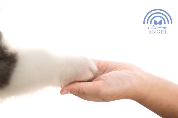 고양이 장례 비용, 안정적인 절차와 함께 — 사진 4