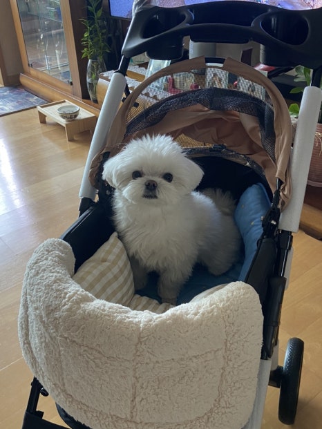 신세계여행사주 이미지
