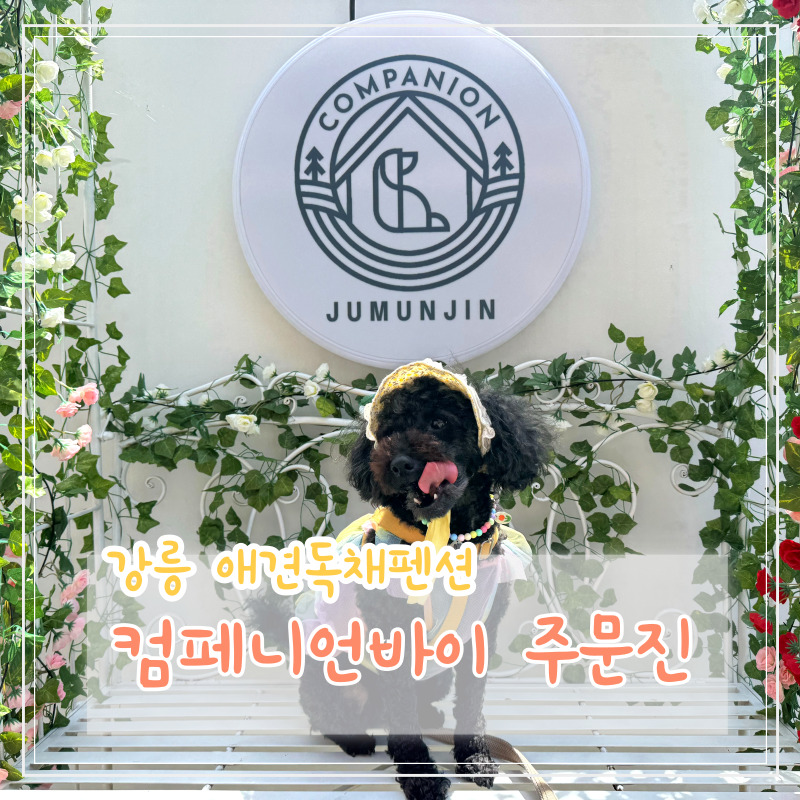 컴페니언바이주문진 이미지
