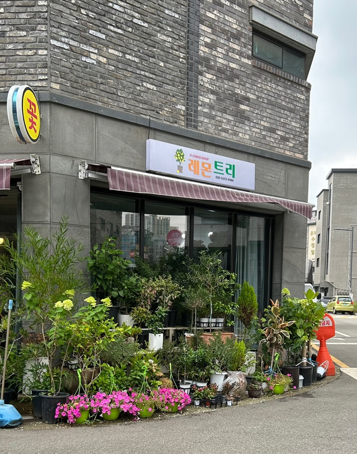 레몬트리플라워 이미지