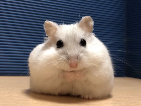 유월엔 이미지