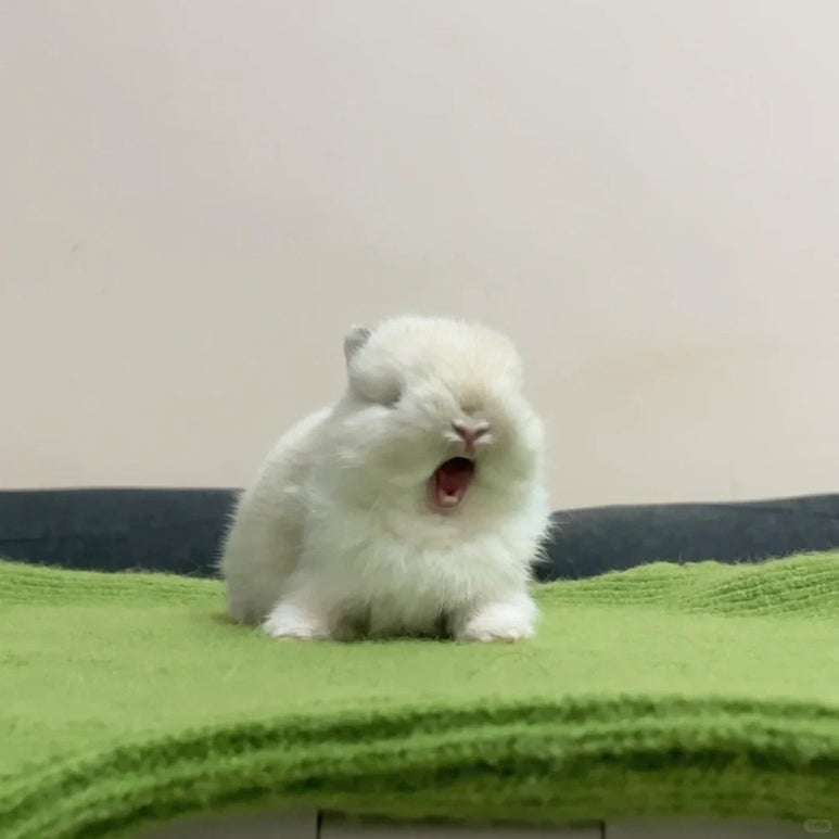 토끼토끼 이미지