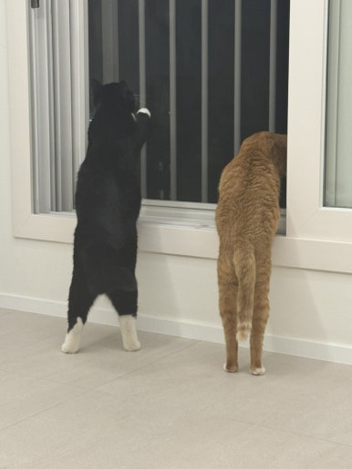 나나냥냥 이미지
