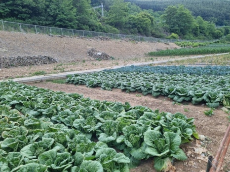 짱마트 이미지