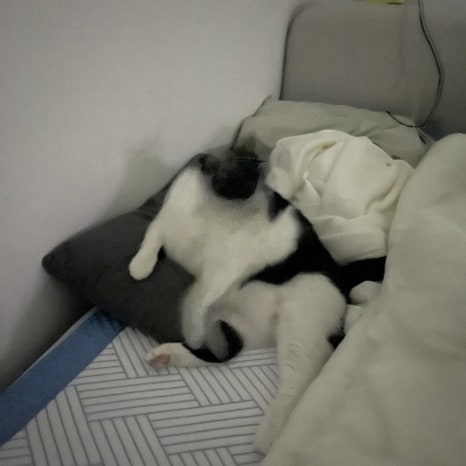 아로와앤아로와나 이미지