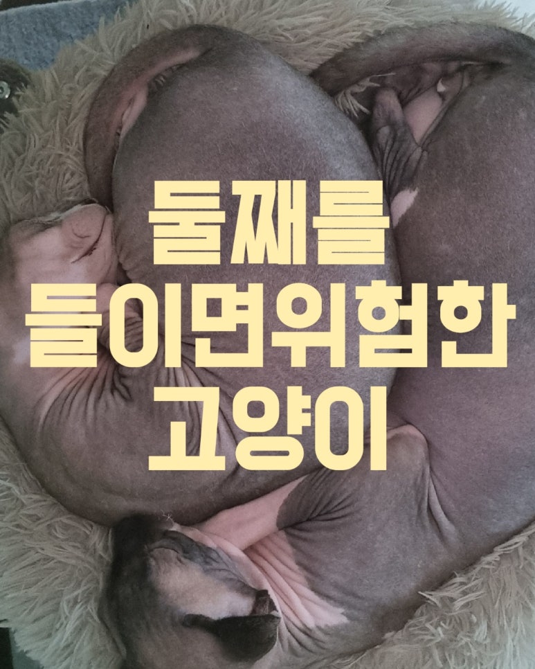 둘째를 들이면 위험한 고양이