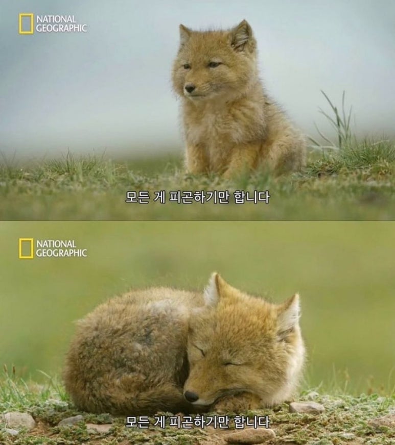 애인다방 이미지