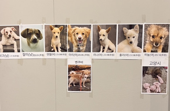 꽃길걷개 이미지