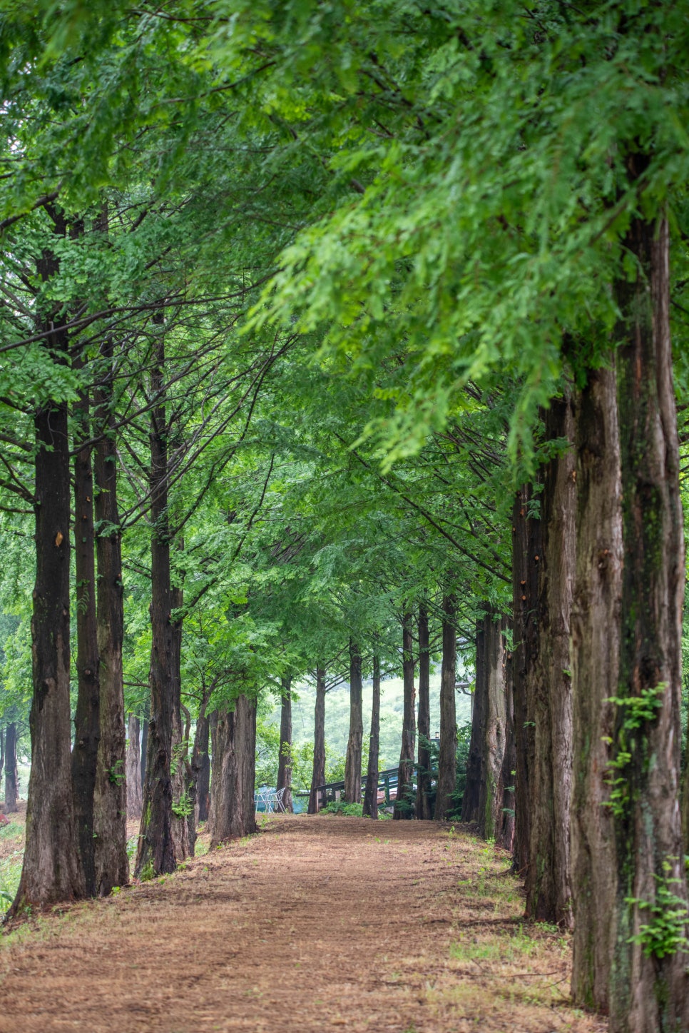 큰맘할매순대국 영월남면점 이미지