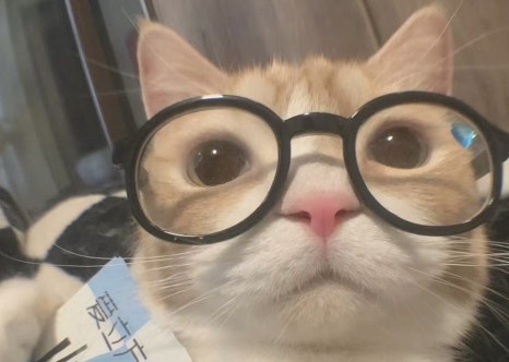 키도 이미지