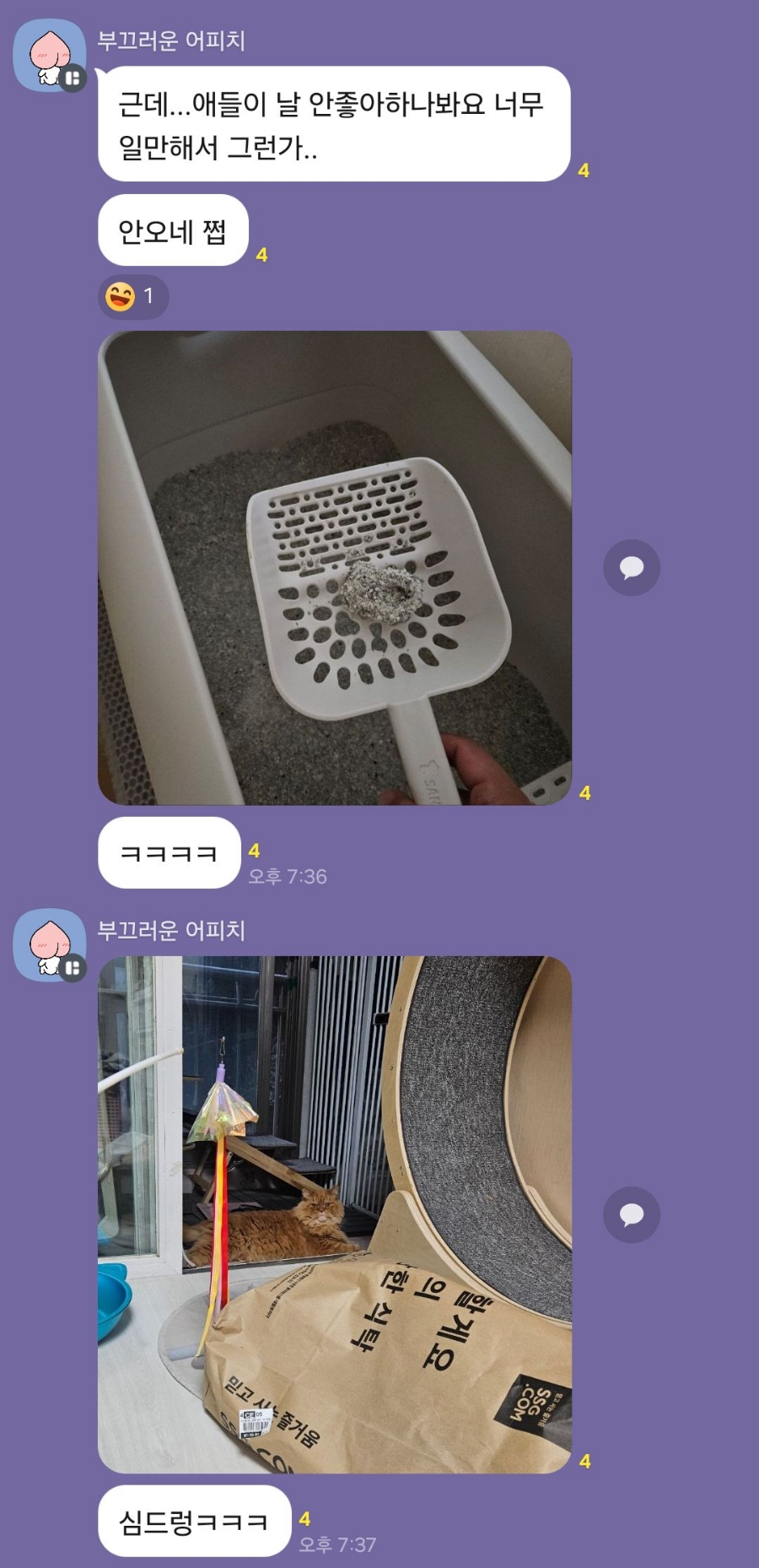 고양이 방문 탁묘 후기: 펫인플루언서의 세심한 돌봄 경험 — 사진 10