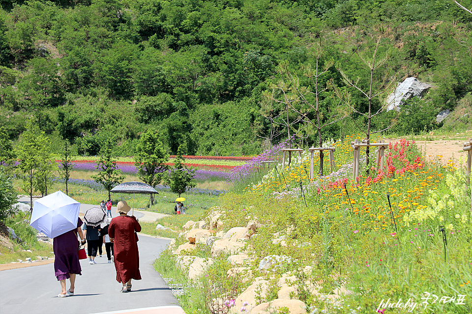 Mureungbong Lavender Festival
