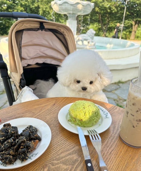 미니마리수원 이미지