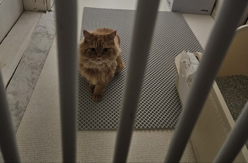고양이 방문 탁묘 후기: 펫인플루언서의 세심한 돌봄 경험 — 사진 4