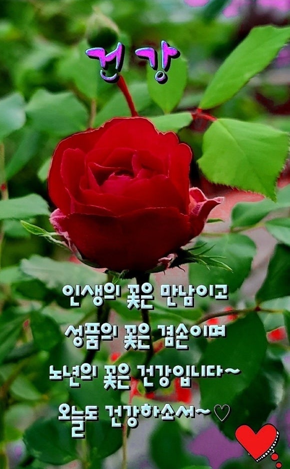 꼬망쎄 이미지