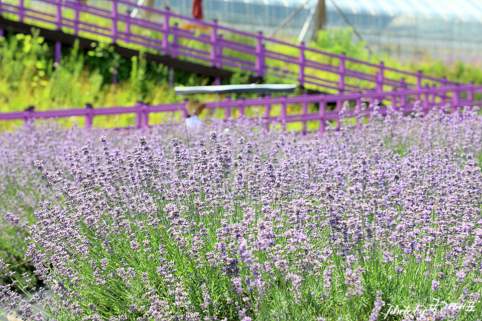 Mureungbong Lavender Festival