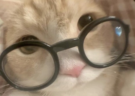 키도 이미지
