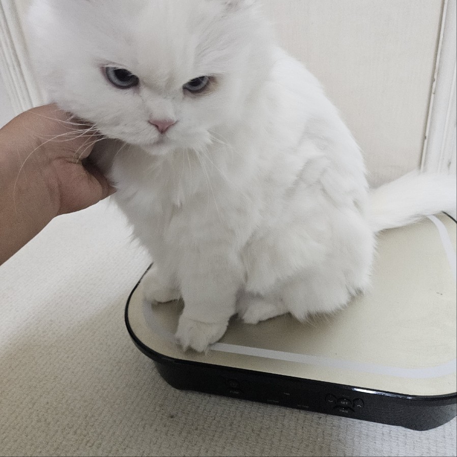 고양이 방문 탁묘 후기: 펫인플루언서의 세심한 돌봄 경험 — 사진 13