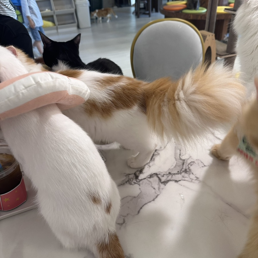 아가마미고양이카페 이미지
