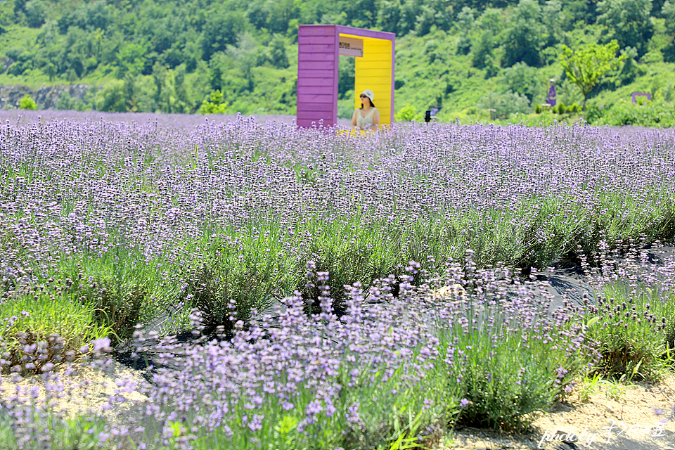 Mureungbong Lavender Festival