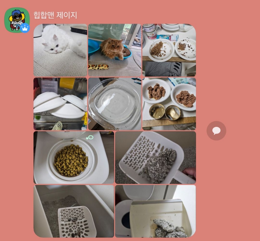 고양이 방문 탁묘 후기: 펫인플루언서의 세심한 돌봄 경험 — 사진 17