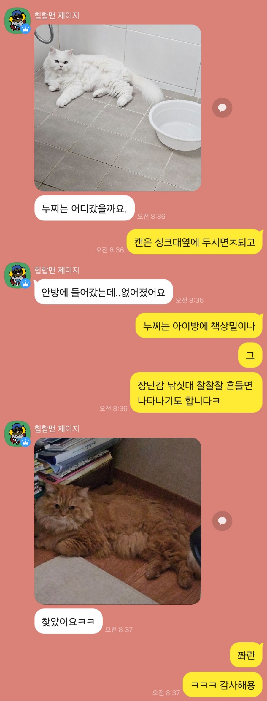 고양이 방문 탁묘 후기: 펫인플루언서의 세심한 돌봄 경험 — 사진 18
