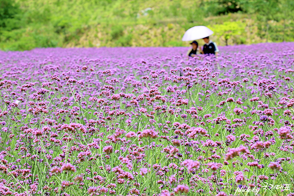 Mureungbong Lavender Festival